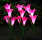 Pack of 3 | Solar powered four headed lily (Random Colors)